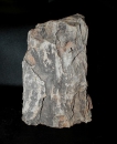 Versteinertes Holz